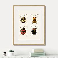 картина: assorted beetles №6, 1735г. в Ставрополе