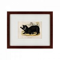 картина: two ursine sloths, or sloth bears, 1830 в Ставрополе