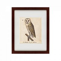 картина: one owl, 1560 в Ставрополе