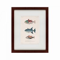 картина: tropical fish, 1830 в Ставрополе