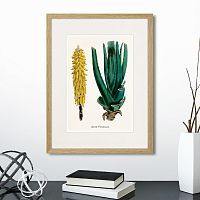 картина: botany illustration №1, 1836г. в Ставрополе