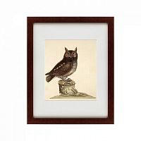 картина: the little owl, 1731 в Ставрополе