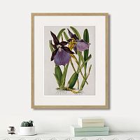 картина: exotic plants of the world №10, 1815г. в Ставрополе