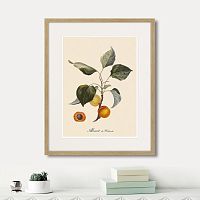 картина: juicy fruit lithography №2, 1870г. в Ставрополе
