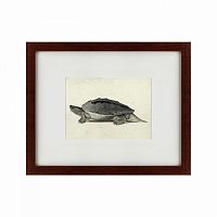 картина: a hand-painted illustration of a burmese roofed turtle, 1873 в Ставрополе