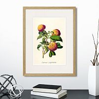 картина: botany illustration №22, 1836г. в Ставрополе