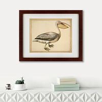 картина: a european pelican, 1635г. в Ставрополе