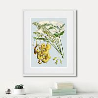 картина: himalaya plants decaisnea pods, 1869г. в Ставрополе