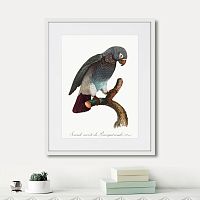 картина: beautiful parrots №6, 1872г. в Ставрополе