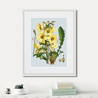картина: himalaya plants yellow flower, 1869г. в Ставрополе