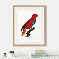 картина: beautiful parrots №9, 1872г. в Ставрополе