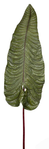 декор alocasia в Ставрополе