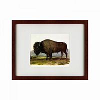 картина: american bison, 1845 в Ставрополе