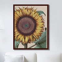 картина: large sunflower (flos solis maior), 1713г. в Ставрополе