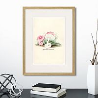 картина: botany illustration №6, 1836г. в Ставрополе