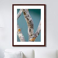 картина: trees on the galapagos islands, ecuador no3 в Ставрополе