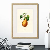 картина: botany illustration №18, 1836г. в Ставрополе