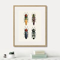 картина: assorted beetles №5, 1735г. в Ставрополе
