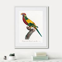 картина: beautiful parrots №7, 1872г. в Ставрополе