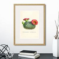 картина: botany illustration №13, 1836г. в Ставрополе