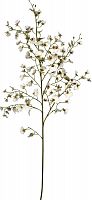декор oncidium orchid в Ставрополе