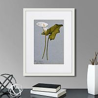 картина: arum lily, 1899г. в Ставрополе
