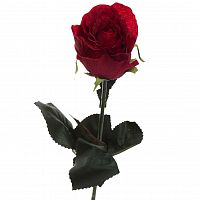 роза бордовая 48 см (36) в Ставрополе