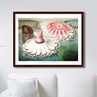 картина: water lily during bloom, 1870г. в Ставрополе