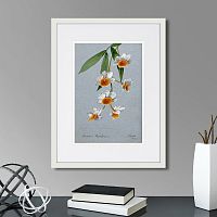 картина: an orchid (dendrobium thyrsiflorum), 1899г. в Ставрополе