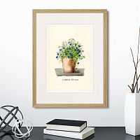 картина: botany illustration №9, 1836г. в Ставрополе
