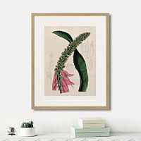 картина: exotic plants of the world №2, 1815г. в Ставрополе