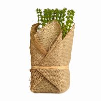 растение декоративное potted herb polini в Ставрополе