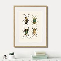 картина: assorted beetles №8, 1735г. в Ставрополе