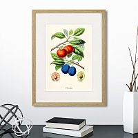 картина: botany illustration №21, 1836г. в Ставрополе