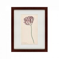 картина: tulp №2, 1815 в Ставрополе