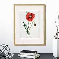 картина: botany illustration №15, 1836г. в Ставрополе