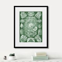 картина: art forms of nature №5, 1897г. в Ставрополе