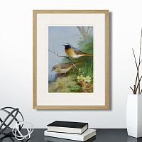 картина: pair of redstarts, 1923г. в Ставрополе