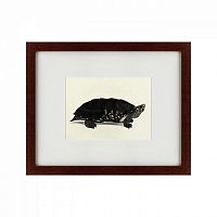 картина: an arakan forest turtle, 1873 в Ставрополе