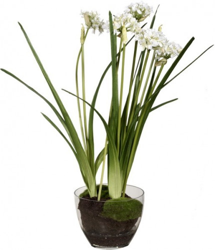 декор allium в Ставрополе