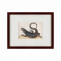 картина: black tegu lizard, 1700 в Ставрополе