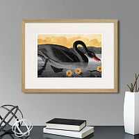 картина: common american swan (black), 1838г. в Ставрополе