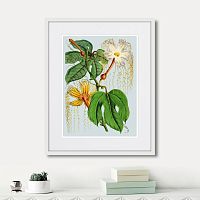 картина: himalaya plants hodsgonia flower white and yellow, 1869г. в Ставрополе