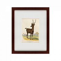 картина: a rusa deer, 1830 в Ставрополе