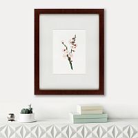 картина: apricot flower (prunus armeniaca), 1832 в Ставрополе