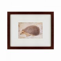 картина: a hedgehog, 1584 в Ставрополе