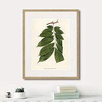 картина: fragmenta botanica №10, 1809г. в Ставрополе