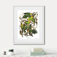 картина: carolina parrot, 1841г. в Ставрополе