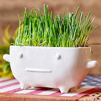 Набор для выращивания eco Буль