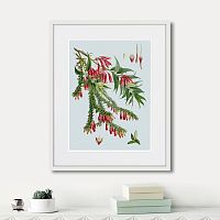 картина: himalaya plants red flower branch, 1869г. в Ставрополе